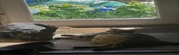 Bengal cats for sale: Bengal X kittens both parents owned by seller - Advert 8