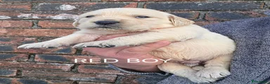 Golden Retriever Red boy
