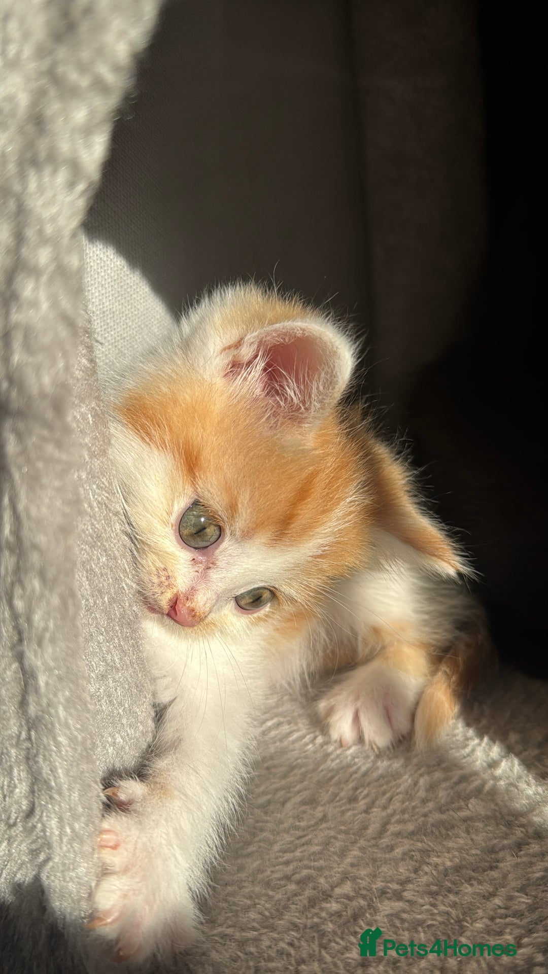 Persian cats for sale: mixed bombay and persian kittens  - Image 19