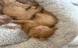 British Shorthair cats for sale: British shorthair kittens  - Image 24