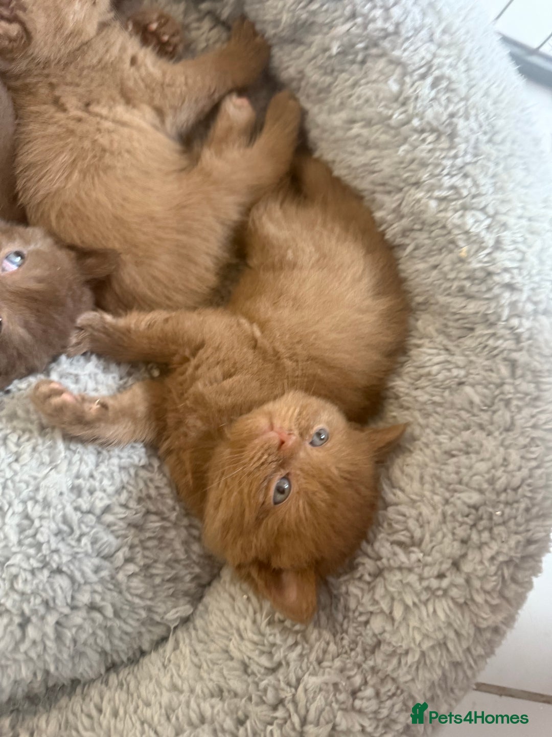 British Shorthair cats for sale: British shorthair kittens  - Image 24