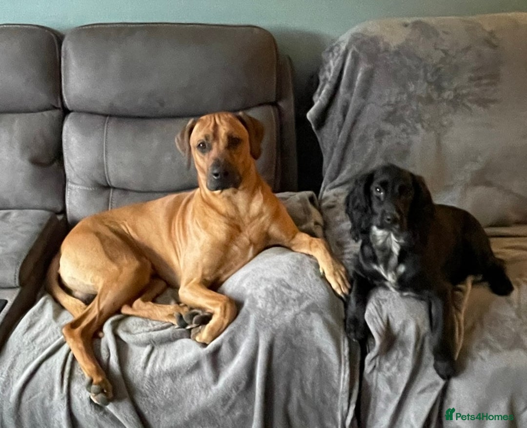 Rhodesian Ridgeback dogs for stud: Rhodesian Ridgeback - Advert 25