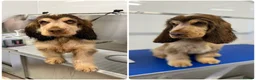 Cocker Spaniel dogs for stud: Cocker Spaniel STUD  - Advert 10