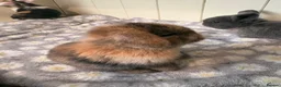 Mini Lop rabbits for sale: Mini lops-raised indoors-vaccinated  - Advert 21