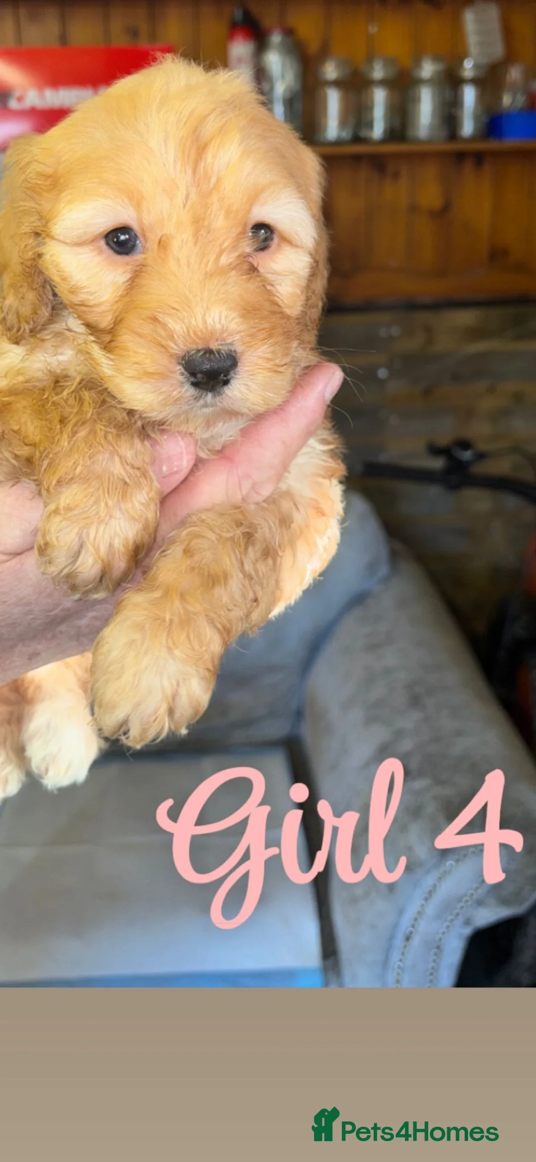 Cockapoo dogs for sale: Cockapoo pups  - Advert 2