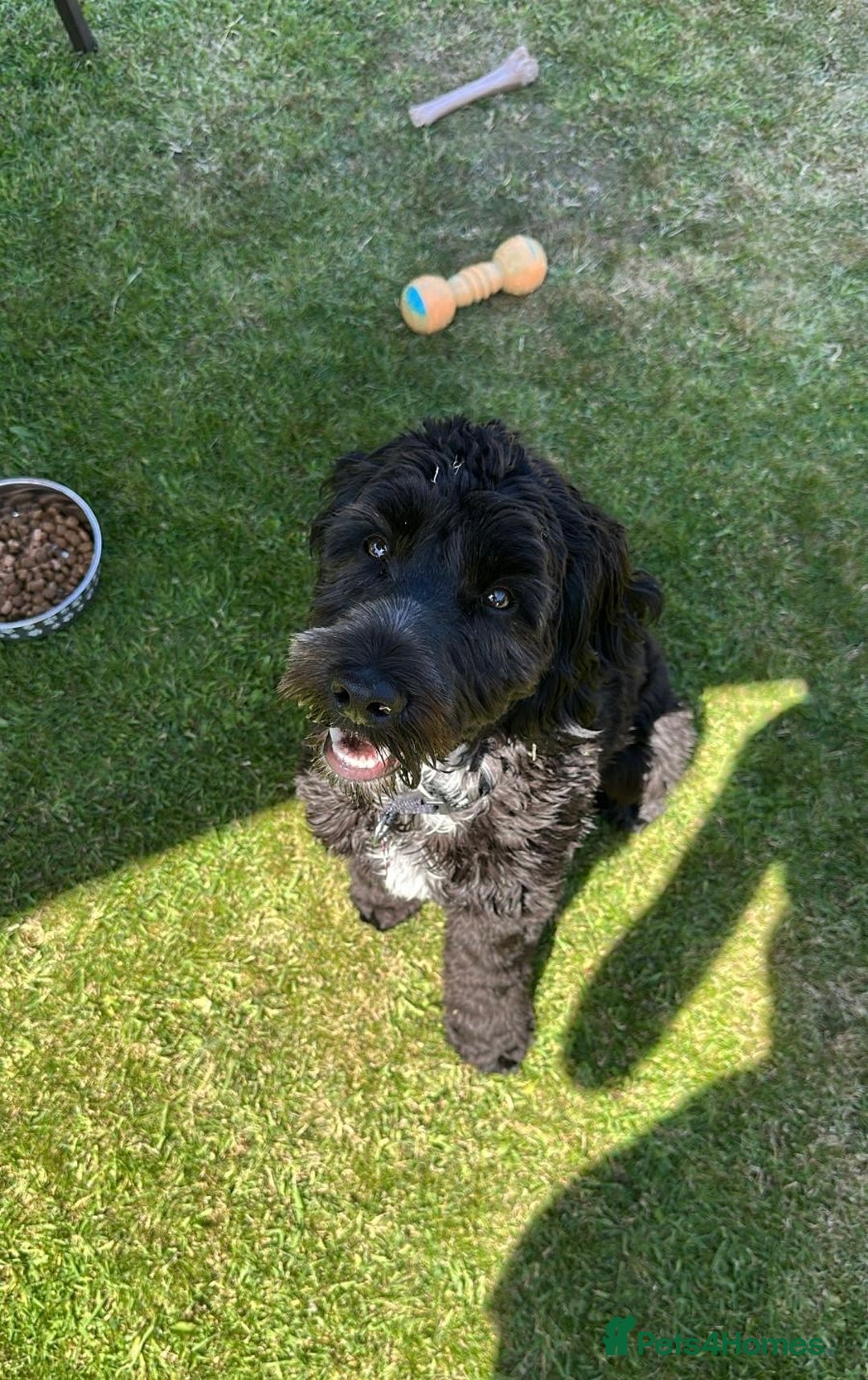 Cockapoo dogs for sale: Rio - 9 months old - Image 2