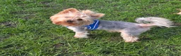 Yorkshire Terrier dogs for stud: Kc.reg.YORKSHIRE TERRIER For stud 🐶🐶 - Advert 3