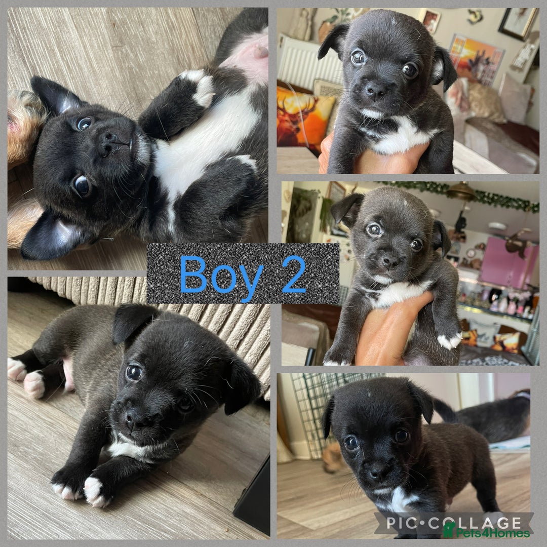 Mixed Breed dogs for sale: 🐶 Beautiful Jack x Chihuahua puppy’s 🐶 - Image 3