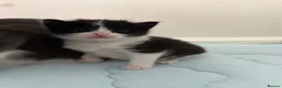 Mixed Breed cats for sale: Beautiful Tuxedo Kittens Looking for Loving Homes - Advert 2
