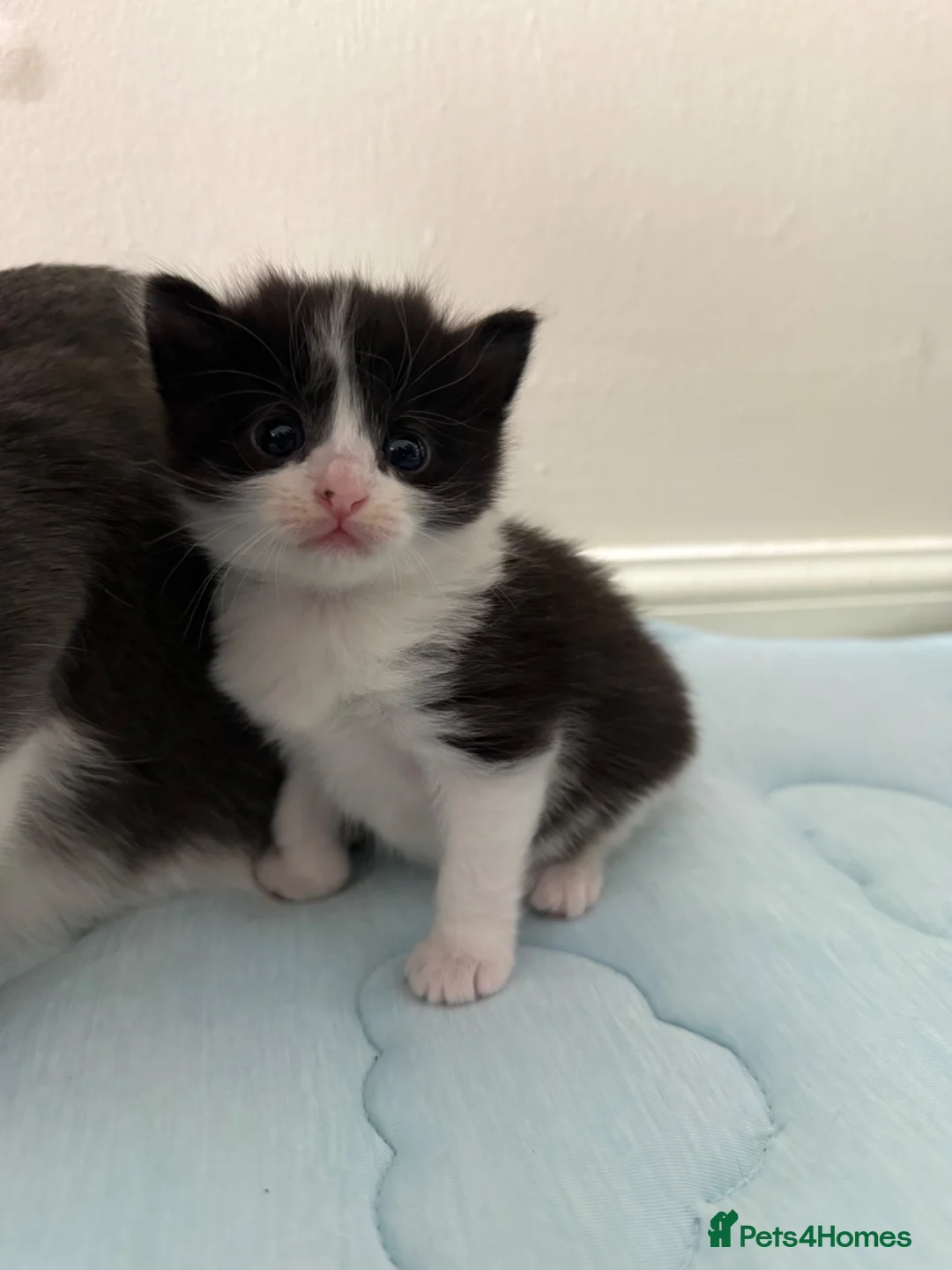 Mixed Breed cats for sale: Beautiful Tuxedo Kittens Looking for Loving Homes - Advert 2
