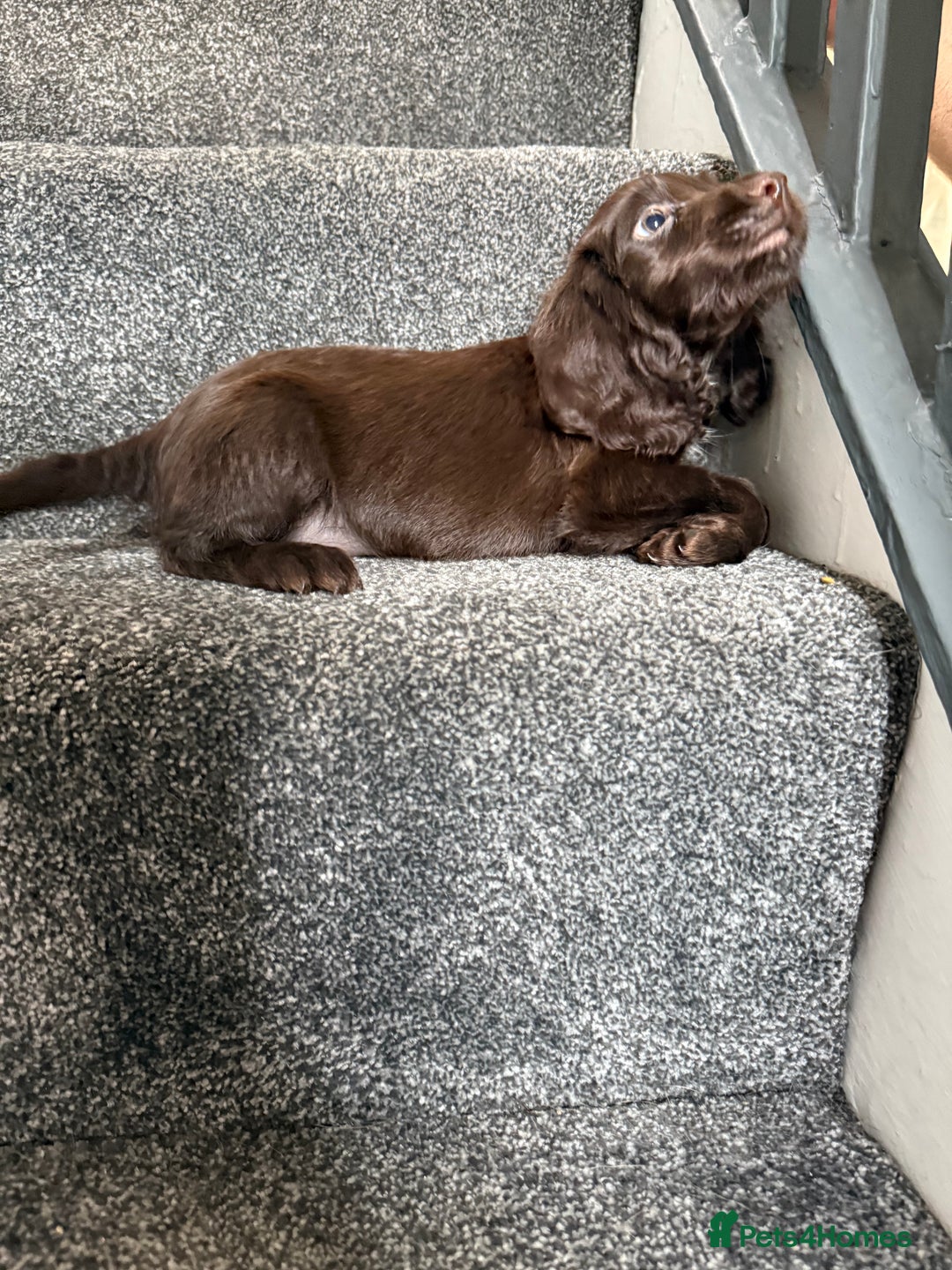 Cocker Spaniel dogs for sale: Cocker spaniel puppies, Ready Now..!! - Image 2