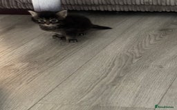 Mixed Breed cats for sale: 3 kittens - Image 5