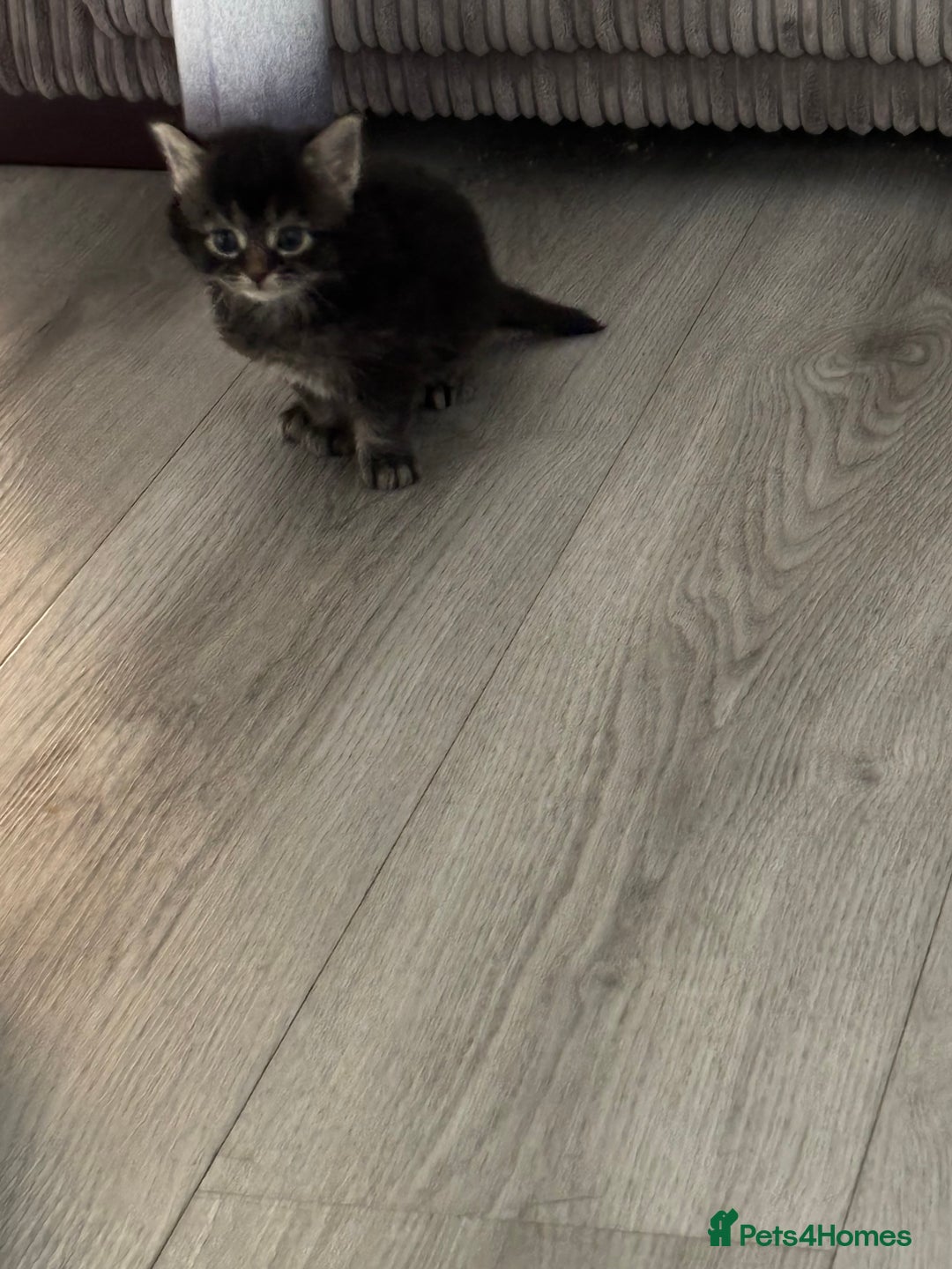Mixed Breed cats for sale: 3 kittens - Image 5