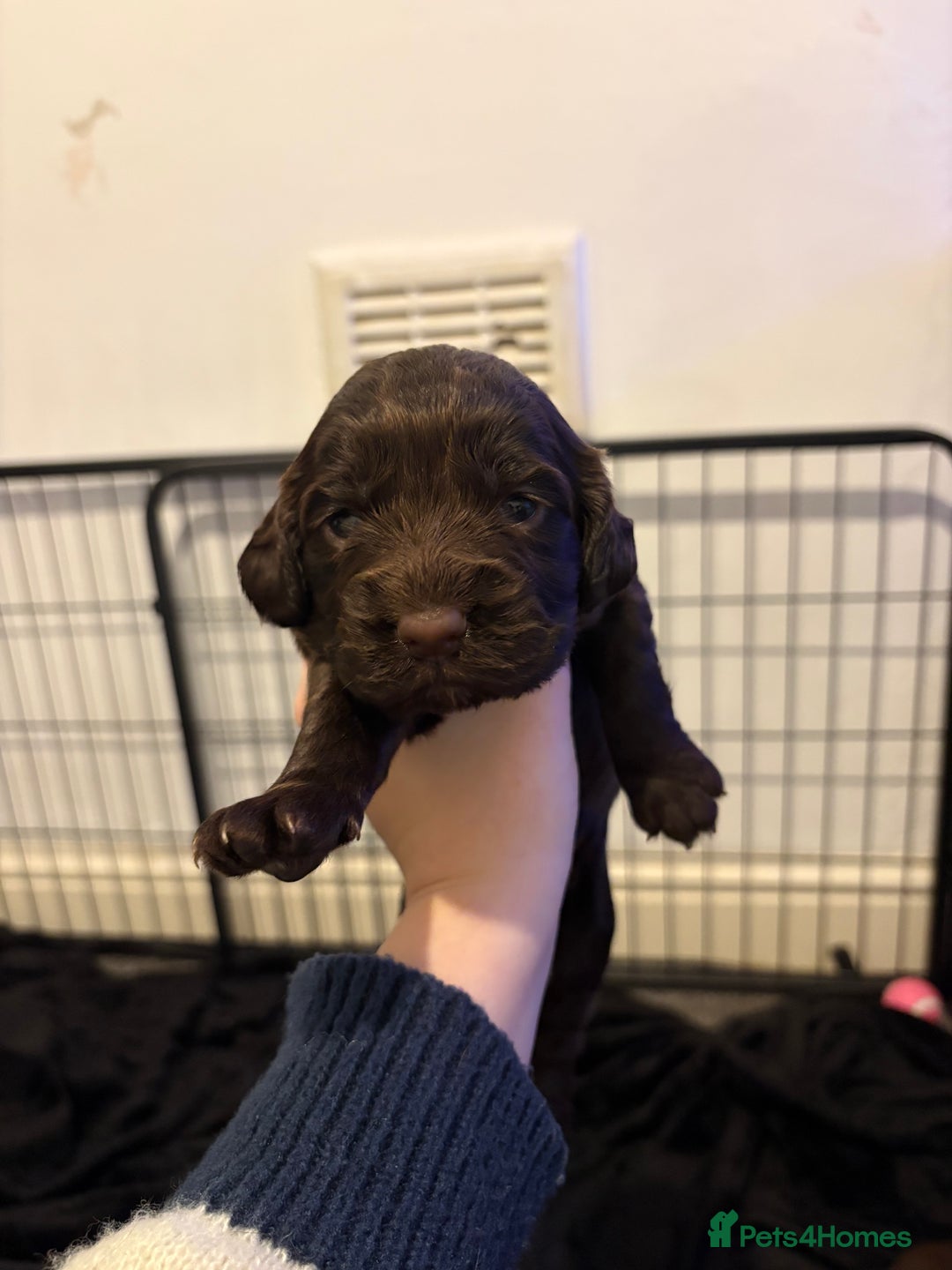 Cocker Spaniel dogs for sale: FEMALE CHOC WORKING COCKER LEFT! - Advert 12