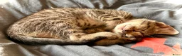 Mixed Breed cats for sale: Beautiful Bonded Tabby Boys – Reggie & Ronnie  - Advert 15
