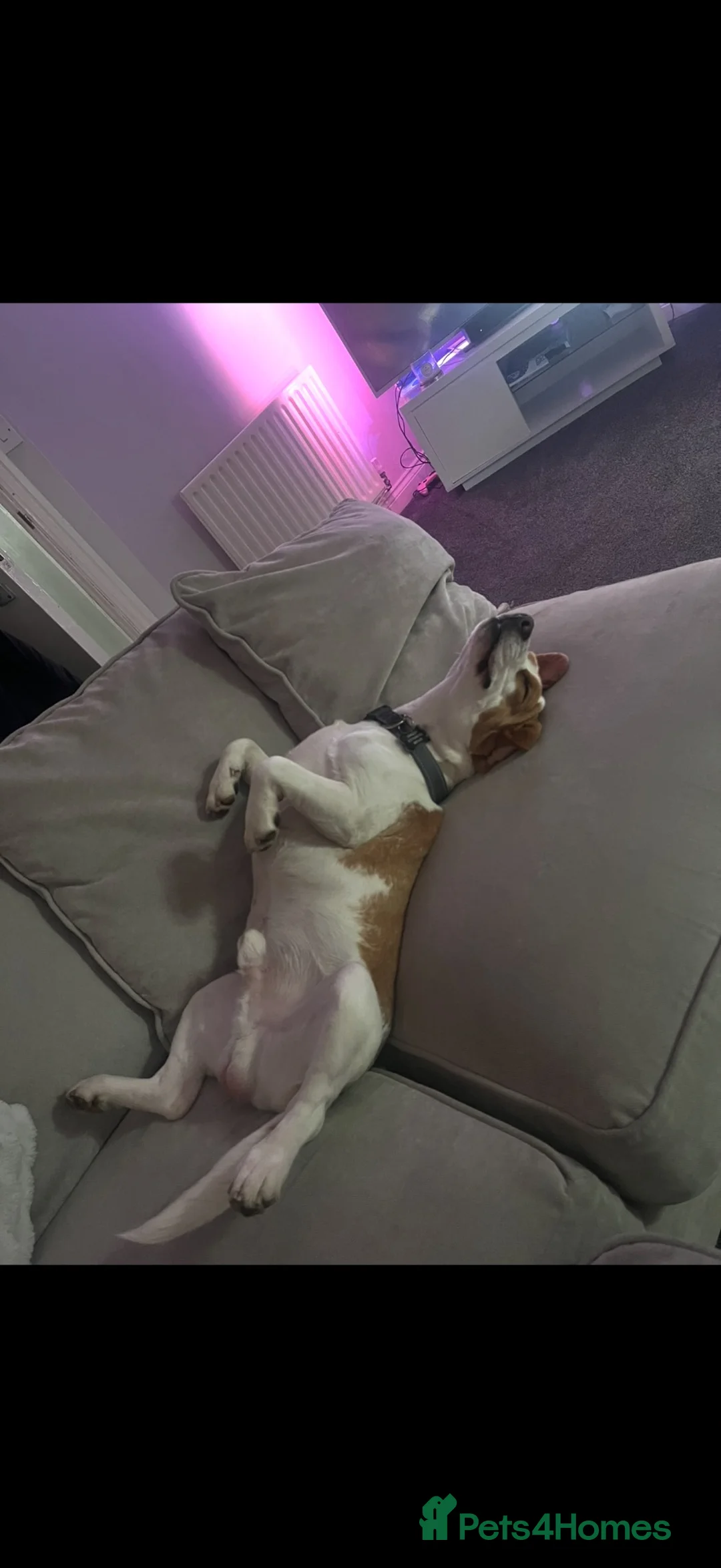 Beagle dogs for stud: Beagle in Redditch - Advert 7