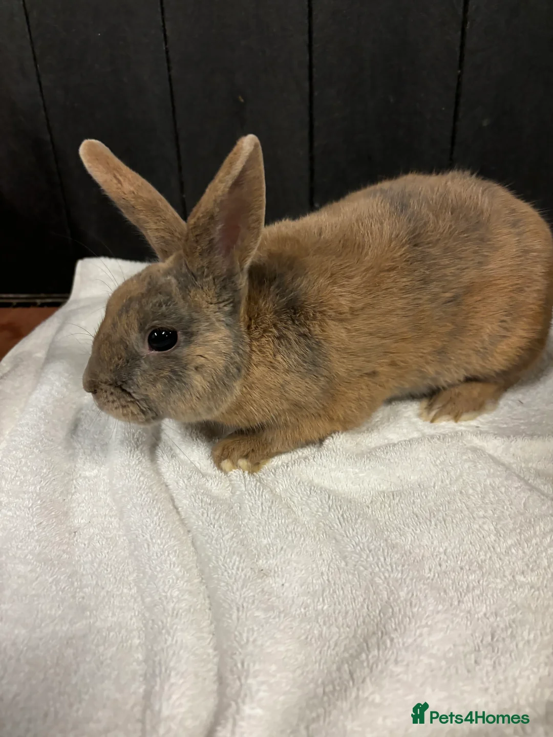 Mixed Breed rabbits for sale: Stunning Boy Bunnies  - Advert 1