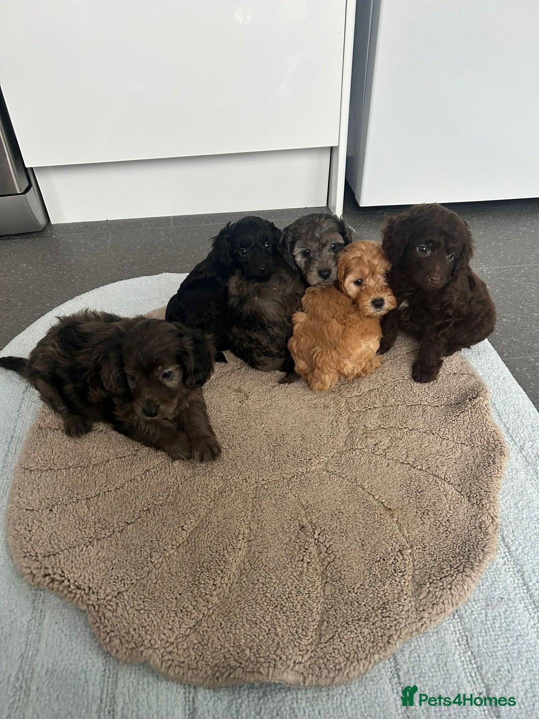 Cockapoo dogs for sale: Beautiful coloured cockapoo pups - Image 3
