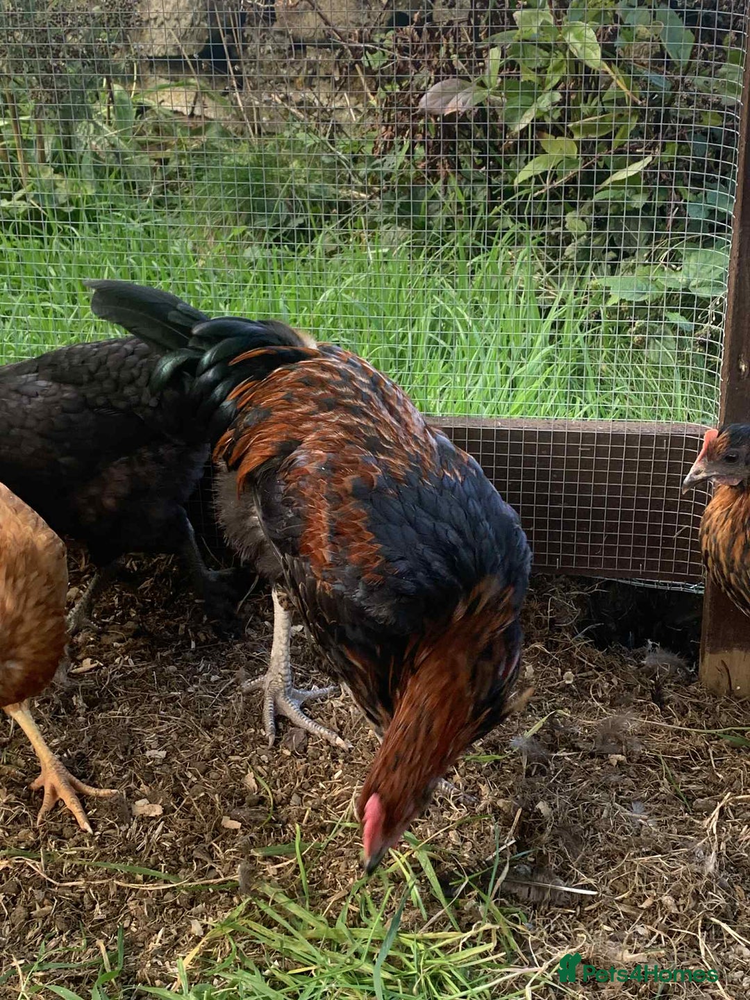 Chickens poultry for sale: FREE - 18 Week Copper Marans Cockerel  - Image 5