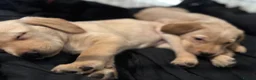 Labrador Retriever dogs for sale: KC Labrador Pups, Champion Line, Health Tested - Advert 8