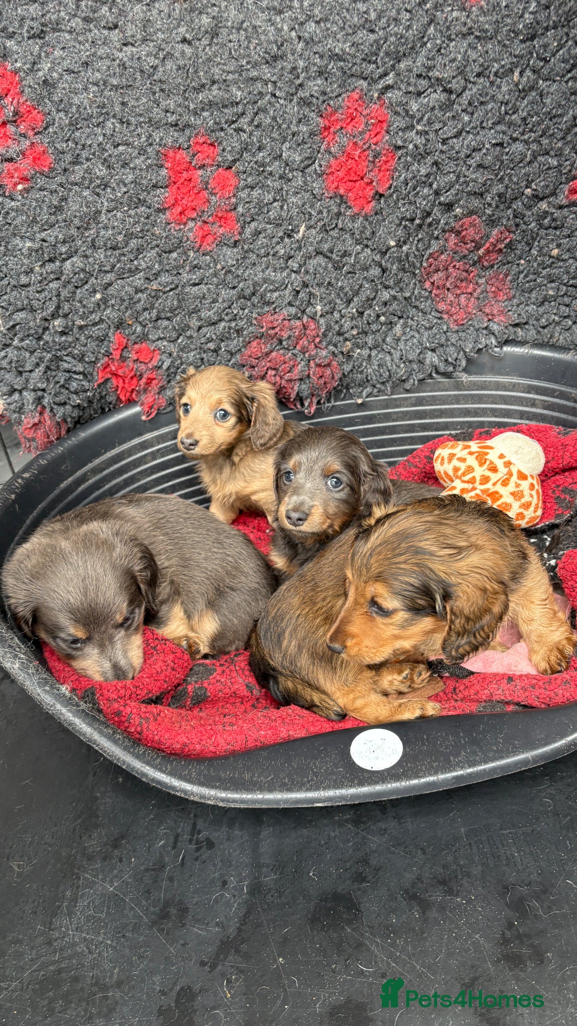 Miniature Dachshund dogs ♥️LONG COAT DAXIS♥️ ONLY GIRLS ♥️ - Advert 4