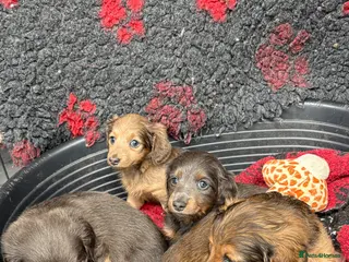 Miniature Dachshund dogs ♥️LONG COAT DAXIS♥️ ONLY GIRLS ♥️ - Advert 4