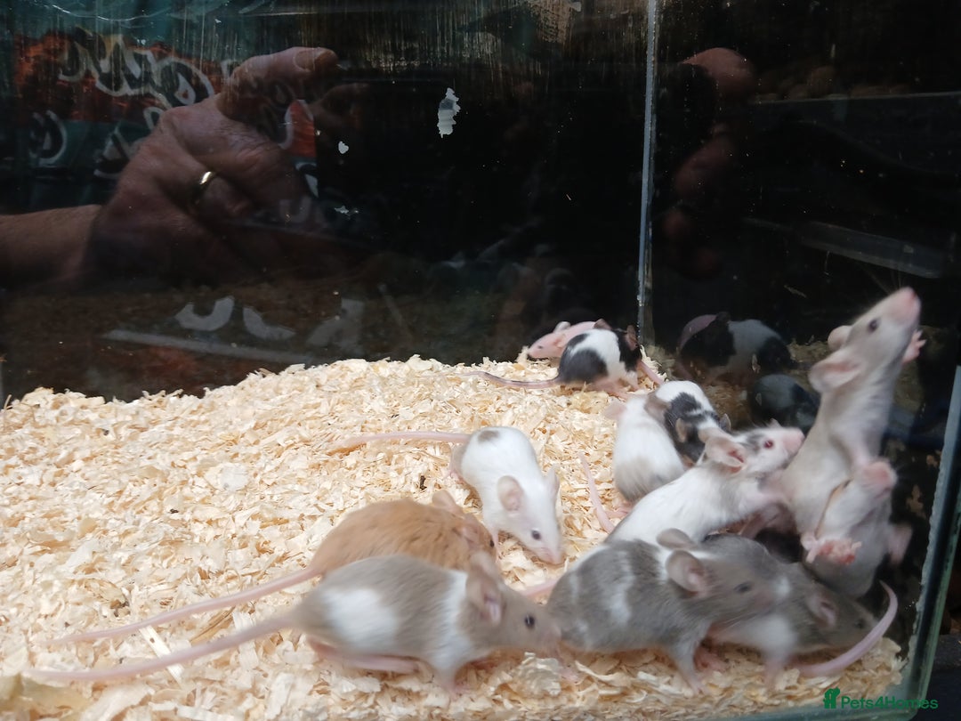 Mouse rodents for sale: Baby Fancy Pet Mice - Advert 7