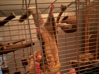 Sugar Glider rodents for sale: Curious Flying Squirrel–Ready for a New Home - Advert 1