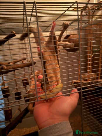 Sugar Glider rodents Curious Flying Squirrel–Ready for a New Home - Advert 1