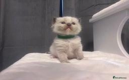 Ragdoll cats for sale: Gorgeous pedigree Ragdoll kittens  - Image 3