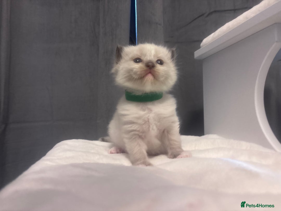 Ragdoll cats for sale: Gorgeous pedigree Ragdoll kittens  - Image 3