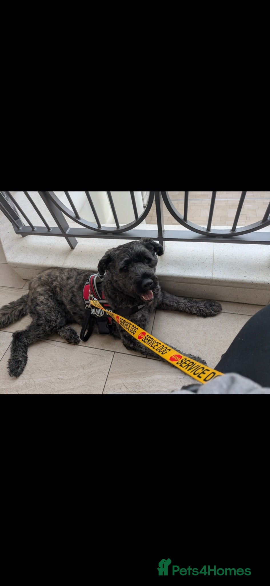 Bouvier Des Flandres dogs Working 3yr male bouvier des flandres - Advert 1