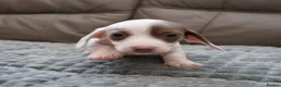 Miniature Dachshund dogs for sale: KC PIEBALD MINIATURE DACHSHUNDS in Birkenhead - Advert 16