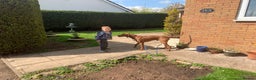 Hungarian Vizsla dogs for stud: Rare Deep Golden Rust Colour  in Chepstow - Advert 12