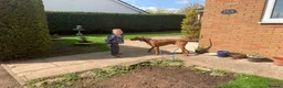 Hungarian Vizsla dogs for stud: Rare Deep Golden Rust Colour  in Chepstow - Advert 12