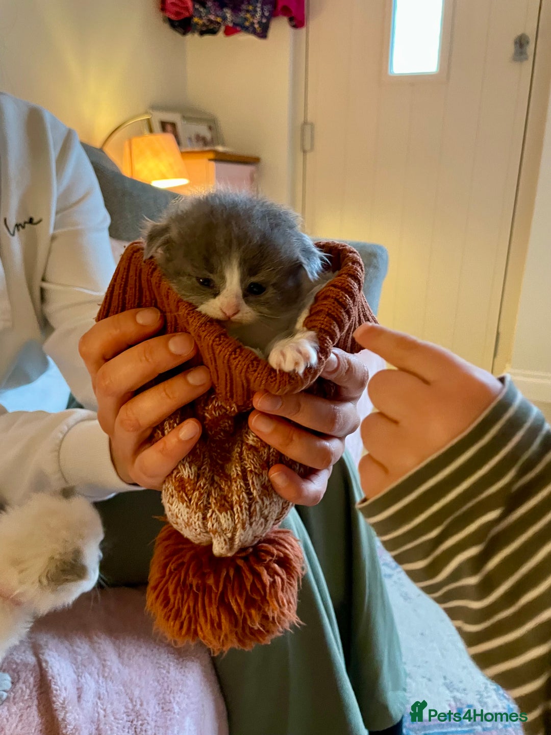 Ragdoll cats for sale: Exquisite, truly unique Ragdolls & Ragfold kittens - Advert 31