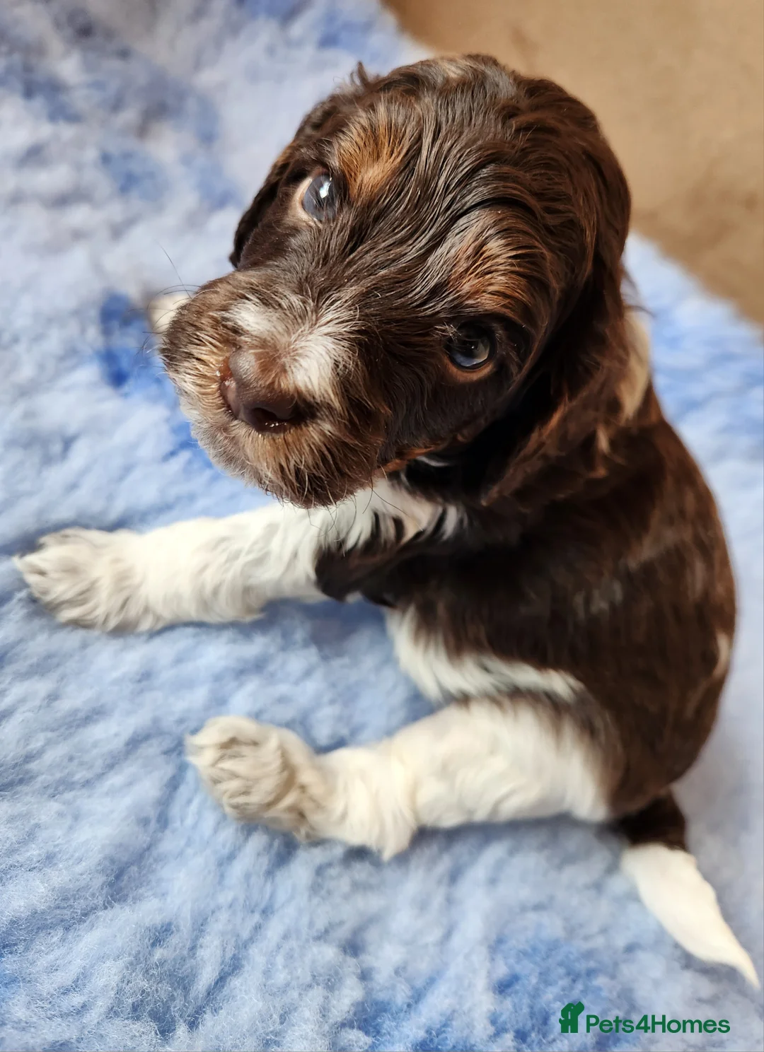 Cockapoo dogs for sale: Cockapoo Puppies,  stunning colours  - Advert 6