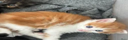 Mixed Breed cats for sale: Fluffy mixed breed kittens in Bolton - Advert 7