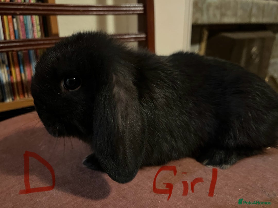 Mini Lop rabbits for sale: Fabulous Super Friendly Mini Lops - Advert 25