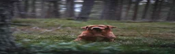 Labrador Retriever dogs for sale: KC Registered Fox Red Labrador Puppies in Lancaster - Advert 2
