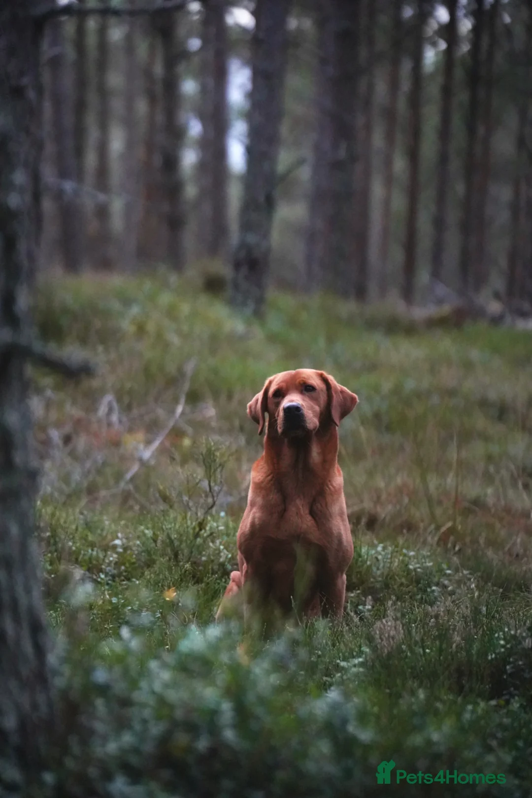 Labrador Retriever dogs for sale: KC Registered Fox Red Labrador Puppies in Lancaster - Advert 2