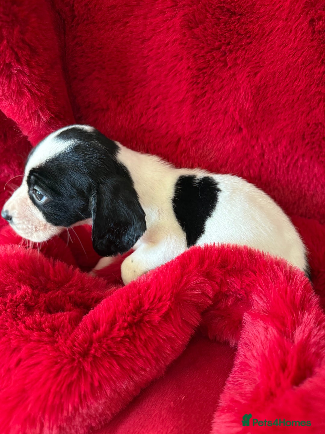 Mixed Breed dogs for sale: Gorgeous Springerjack Puppies  - Advert 15
