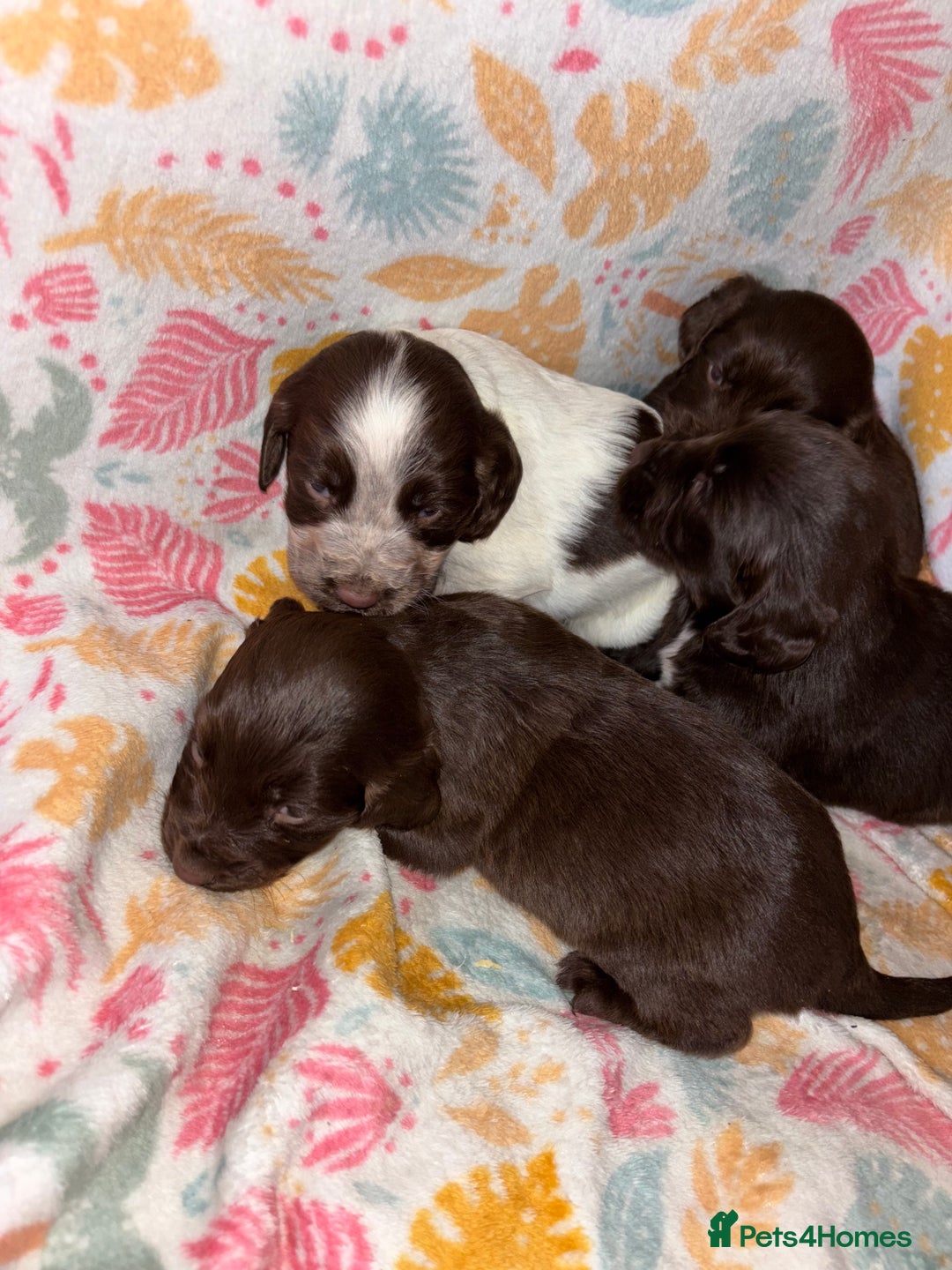 Cocker Spaniel dogs for sale: Cocker spaniel puppies - Advert 8