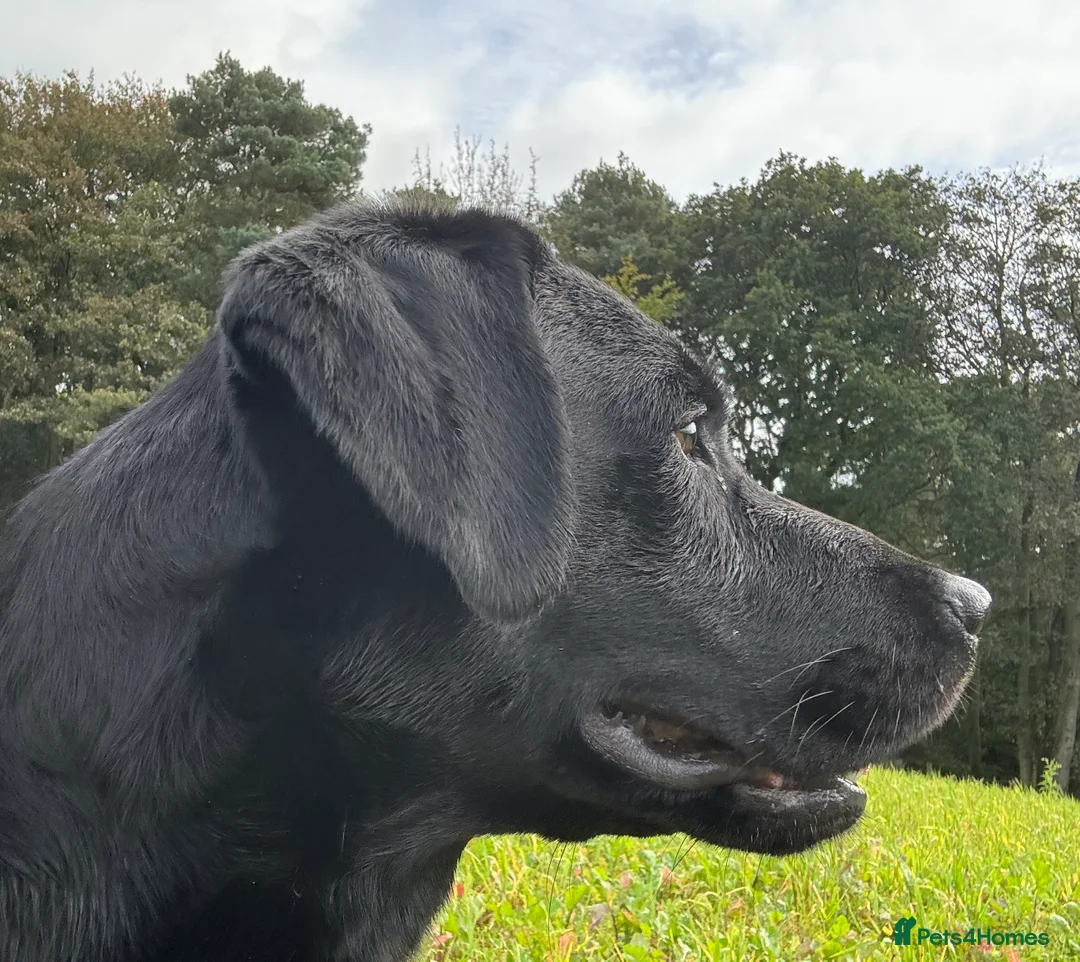 Labrador Retriever dogs for stud: Health Tested Working Labrador Retriever for stud in Burton-on-Trent - Advert 8