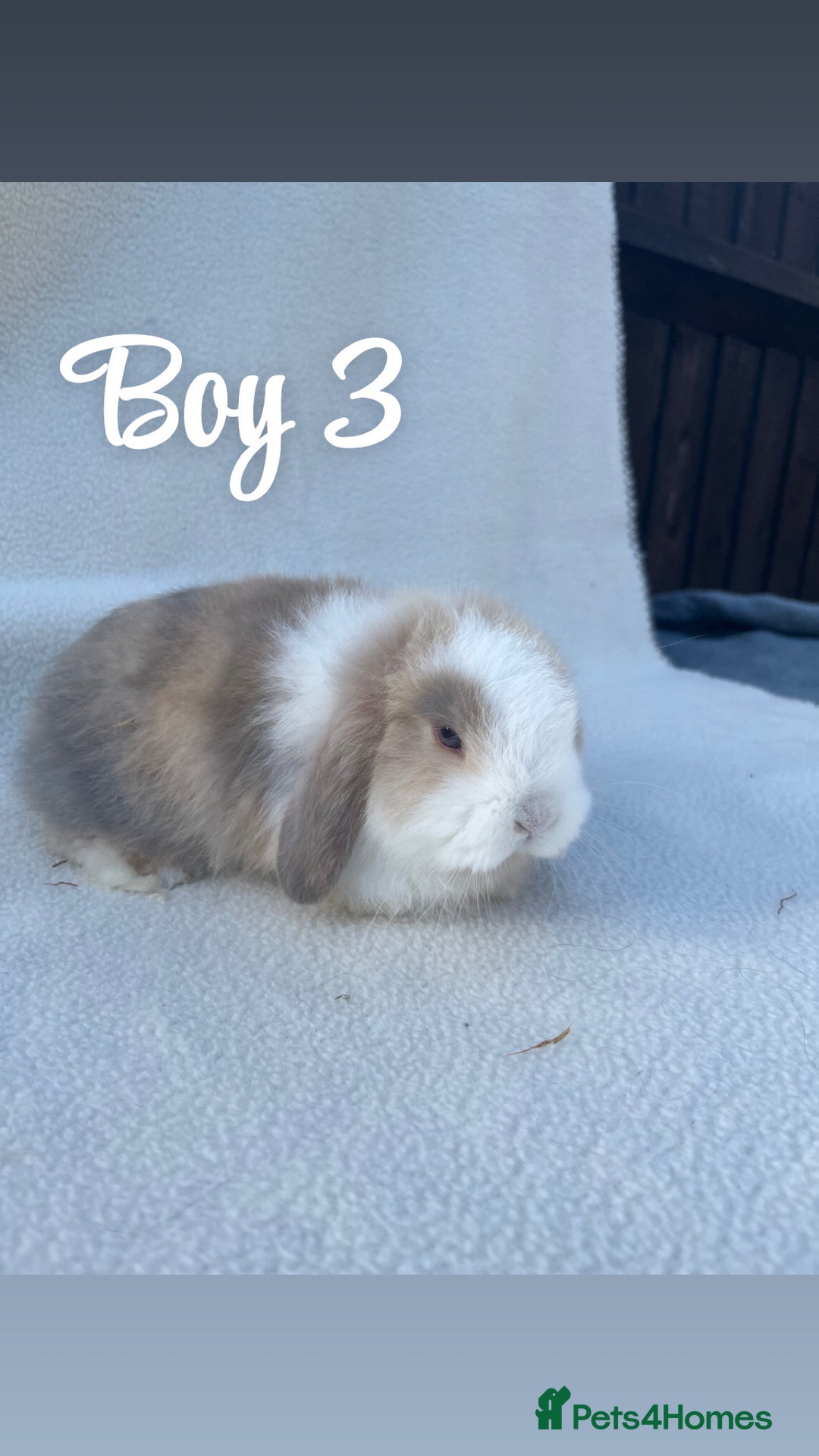 Mini Lop rabbits for sale: Gorgeous mini lop pure bred  - Advert 6