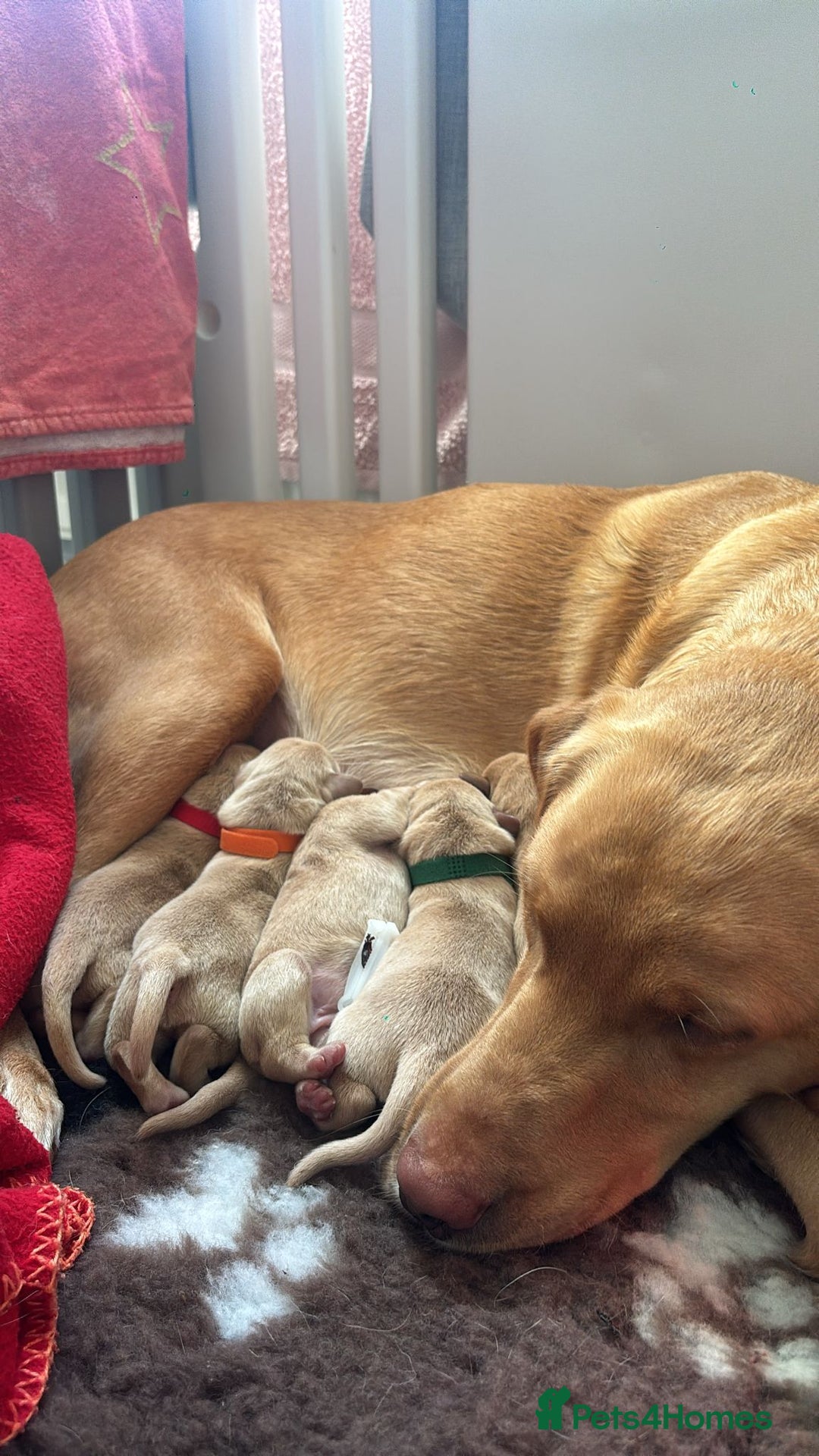 Labrador Retriever dogs for sale: Labrador Retriever Puppies for sale  - Advert 6