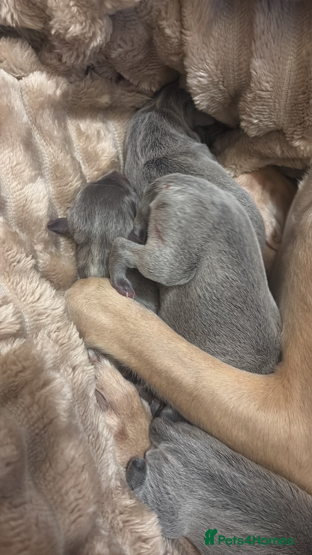 Whippet dogs for sale: Full whippet blue pups  - Advert 5