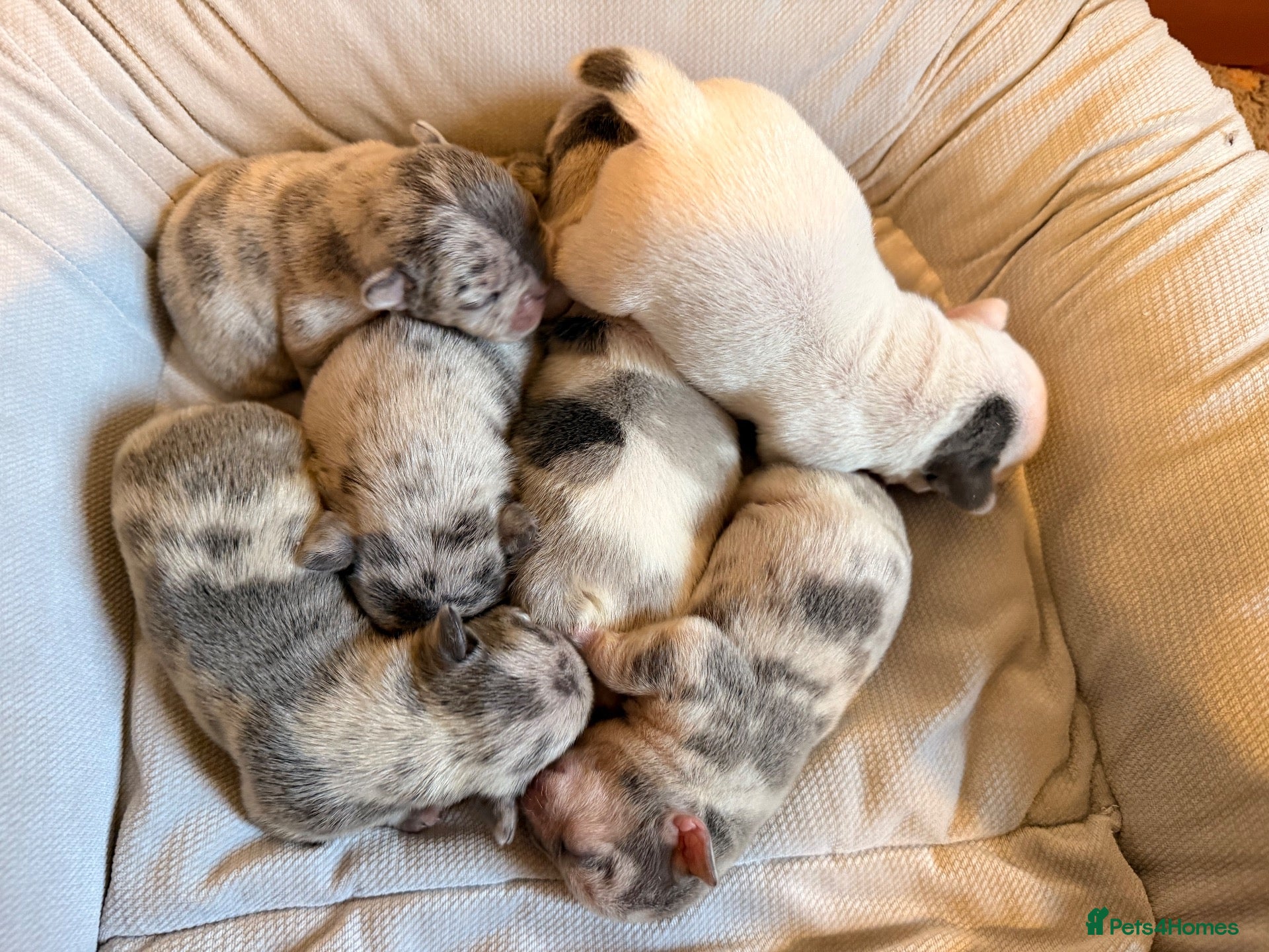 French Bulldog dogs 🌟Exceptional KC Reg French Bulldog Puppies🌟 - Advert 17
