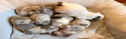 French Bulldog dogs for sale: 🌟Exceptional KC Reg French Bulldog Puppies🌟 - Advert 1