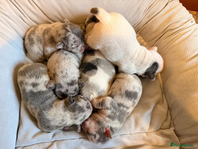 French Bulldog dogs for sale: 🌟Exceptional KC Reg French Bulldog Puppies🌟 - Advert 13